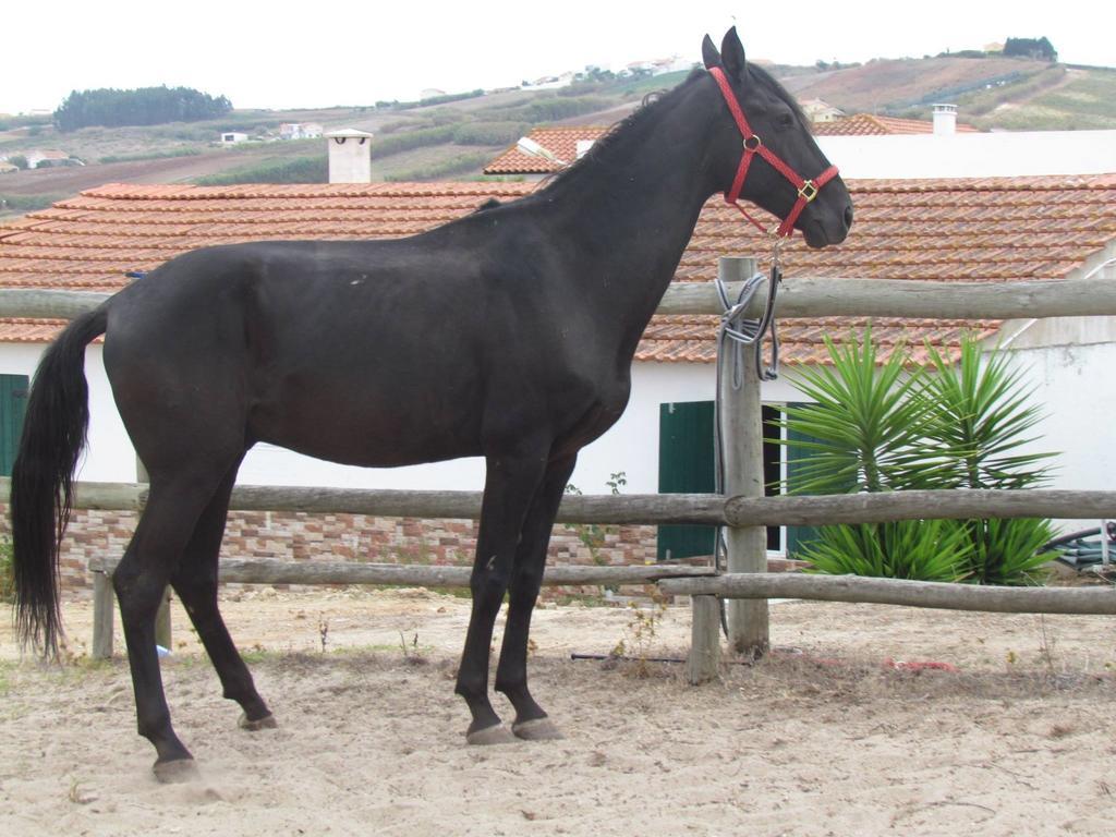 Quinta Do Forno Maçeira